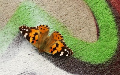 Kerk voor de rups of voor de vlinder?